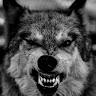 lone wolf