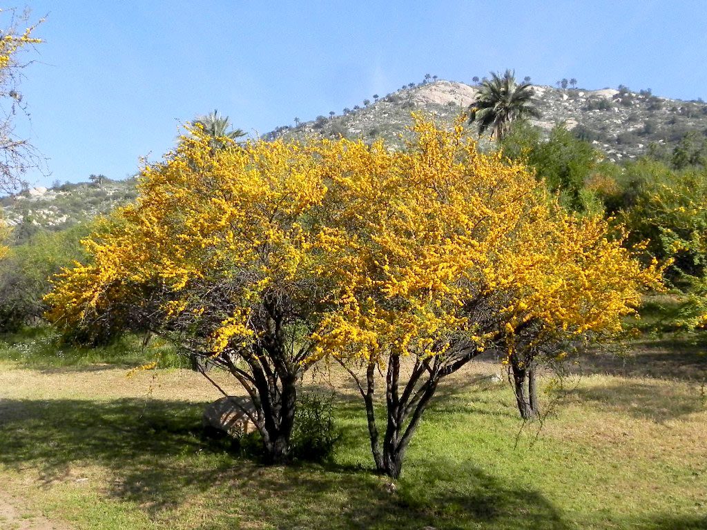 El espinillo.