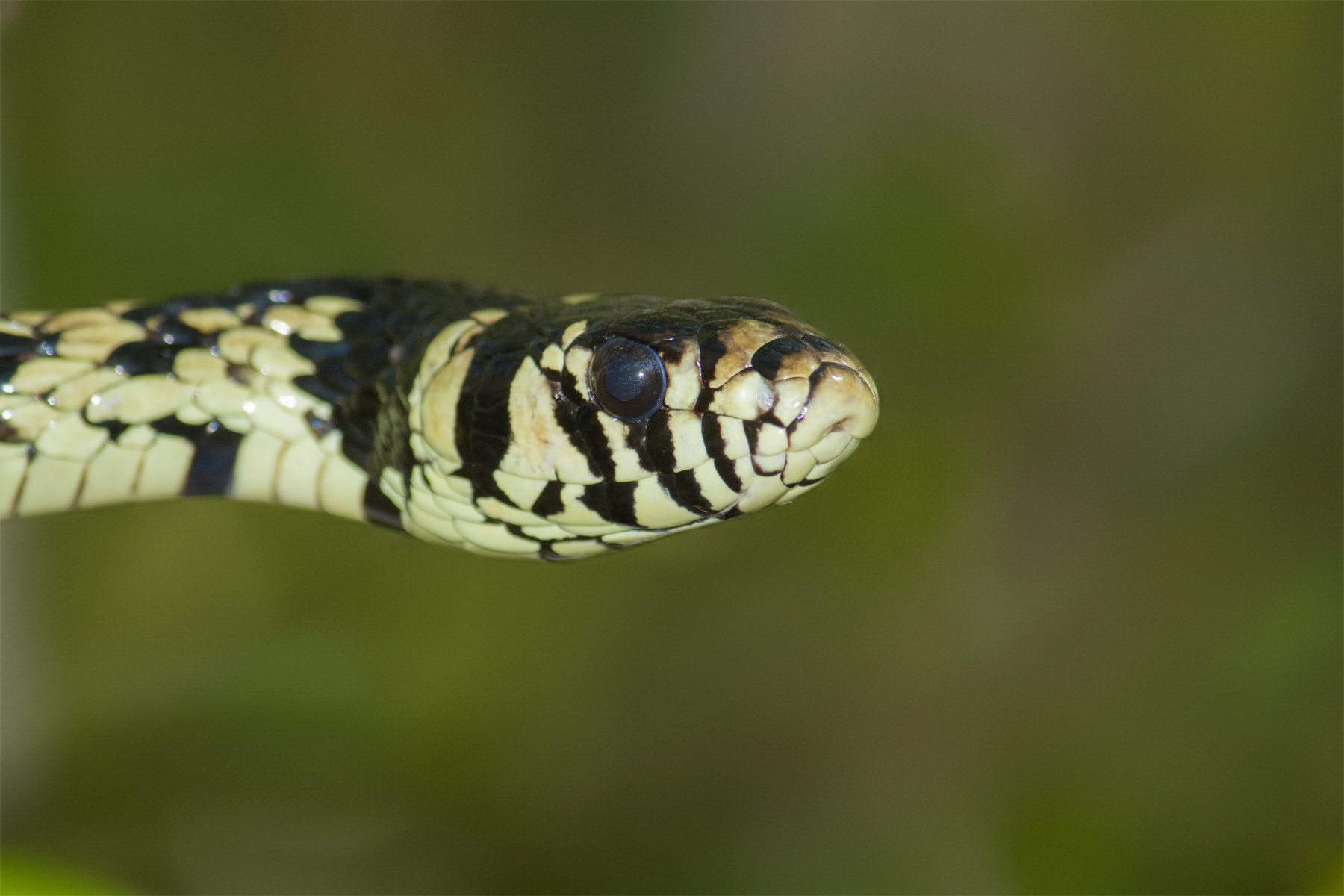 Caninana (Spilotes pullatus)