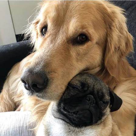 mis mascotas