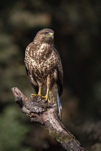 ATMACA