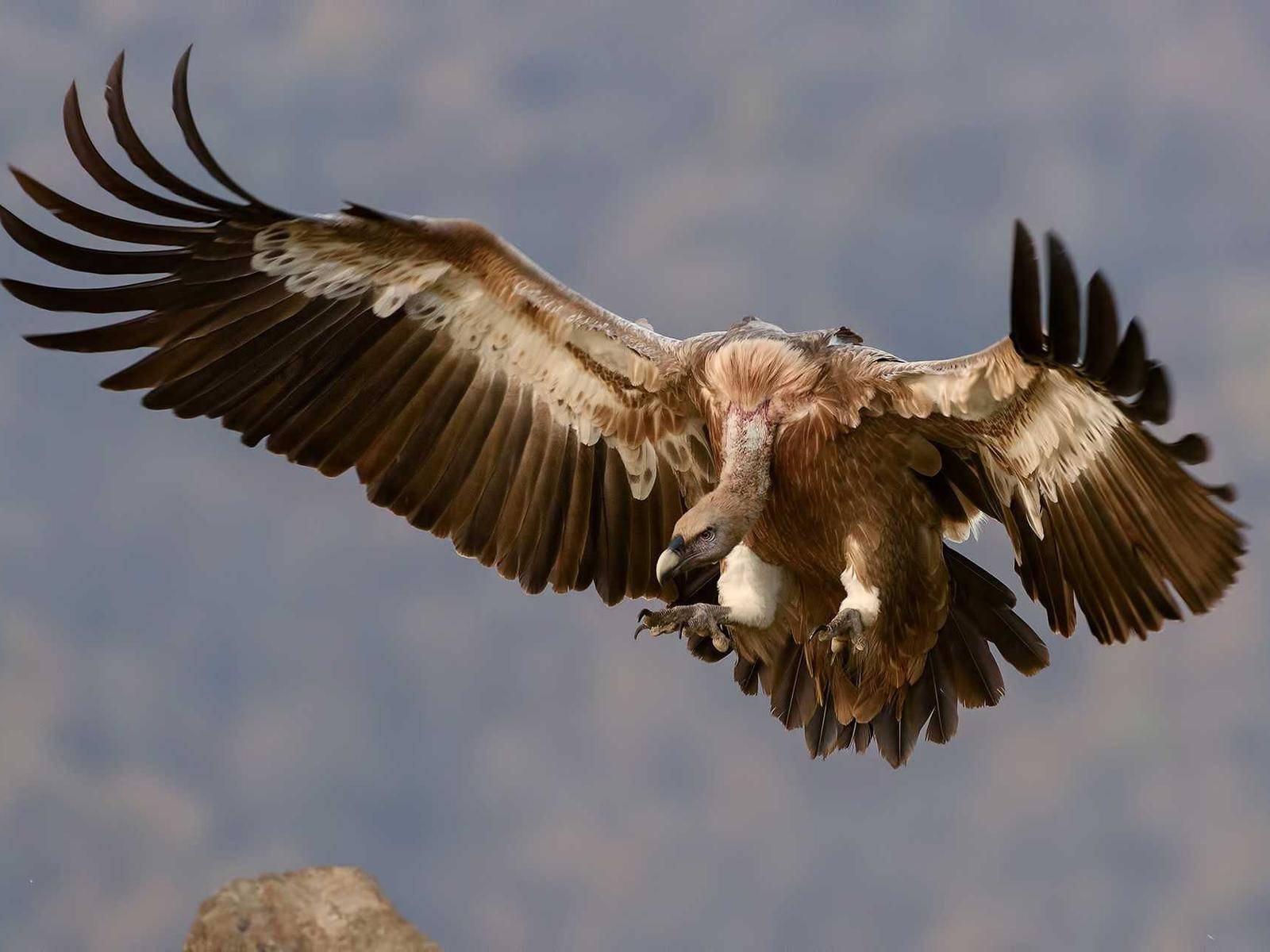 Vulture in flight