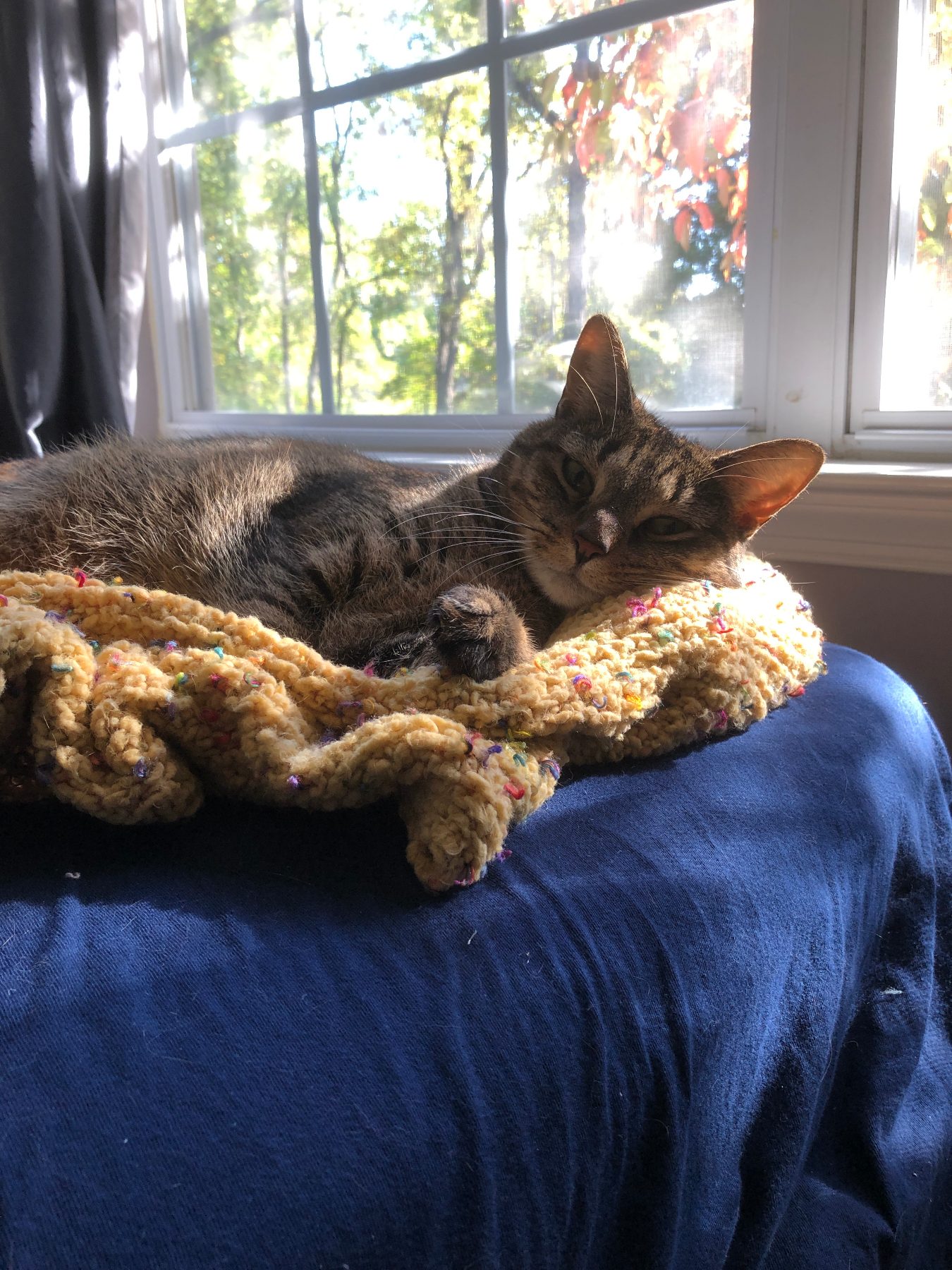 le slep