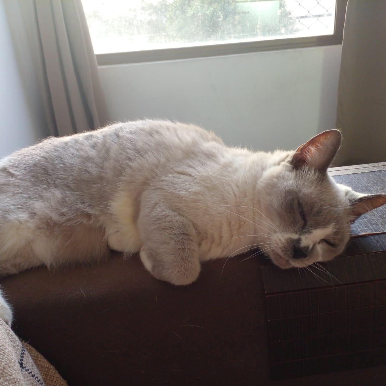 Sleeping on the sofa