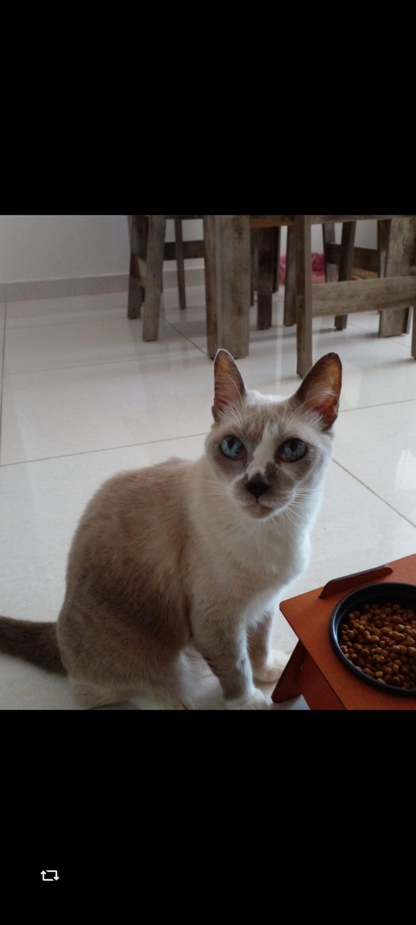 A Cat at Home