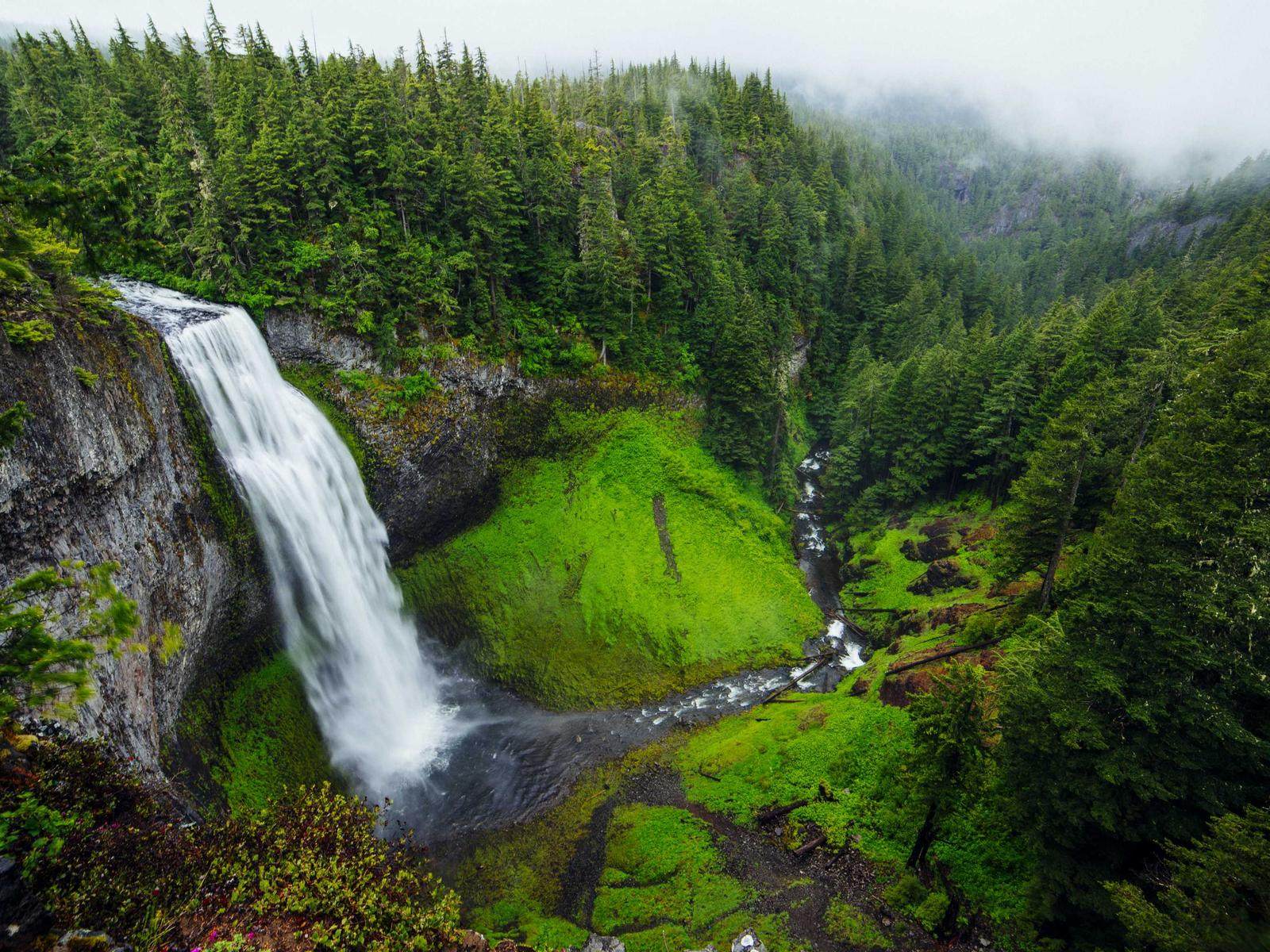 Forest Waterfall