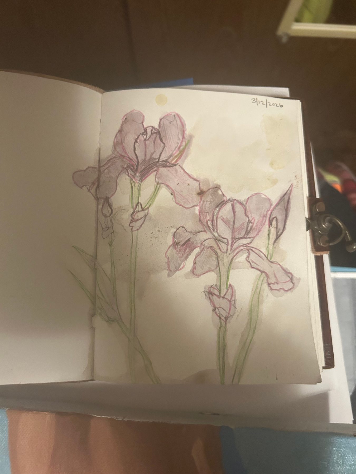 Iris, Aspyn Black, March 2026, Sketch with colored pencils and painted with watercolor paints made from plants (green and purple), 8 x 5 in 