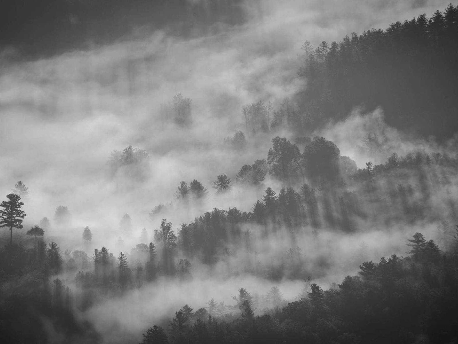Mist in the Pine Woods