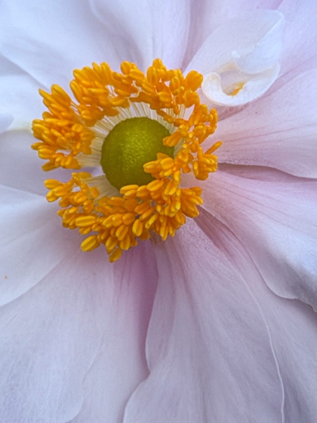 Ein faszinierender Blick in das Herz einer Anemone. Goldgelbe Staubgefäße umrahmen die grüne Blütenmitte, während sich die zarten Blütenblätter in san