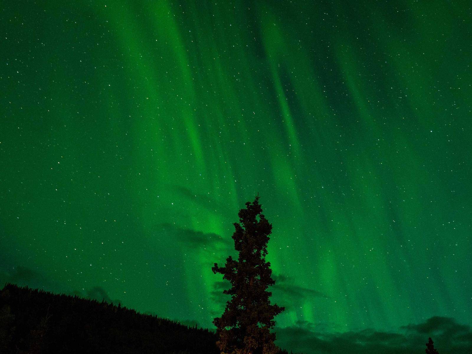 Northern Lights Over the Tree