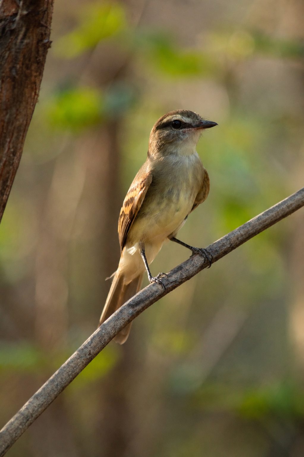 Guaracavuçu (Cnemotriccus fuscatus)