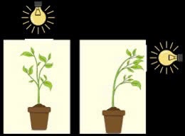 Sự hướng sáng của cây