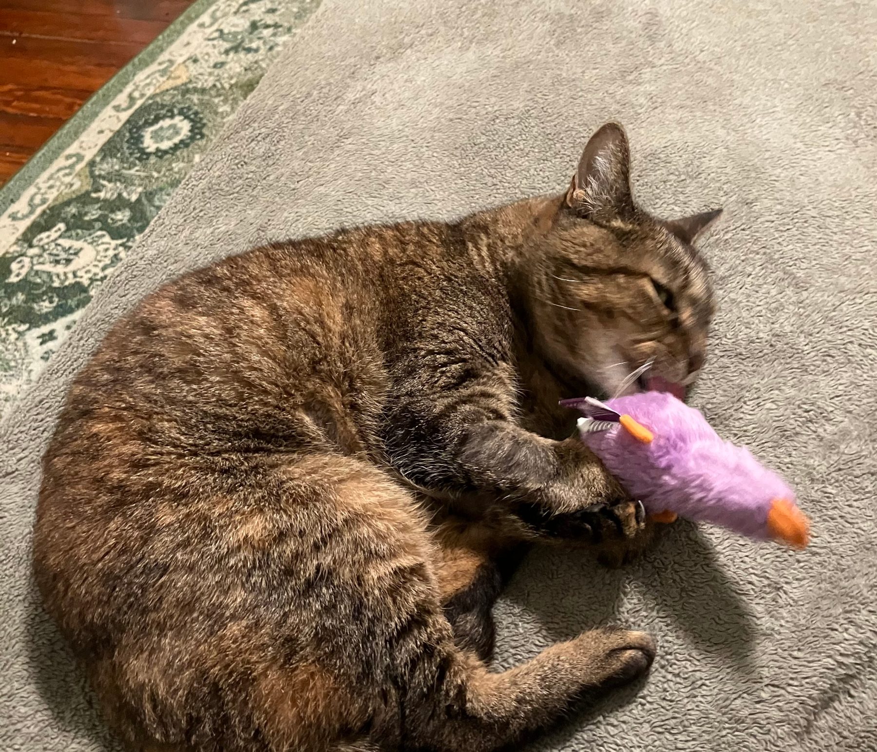 Mimi-my-cat