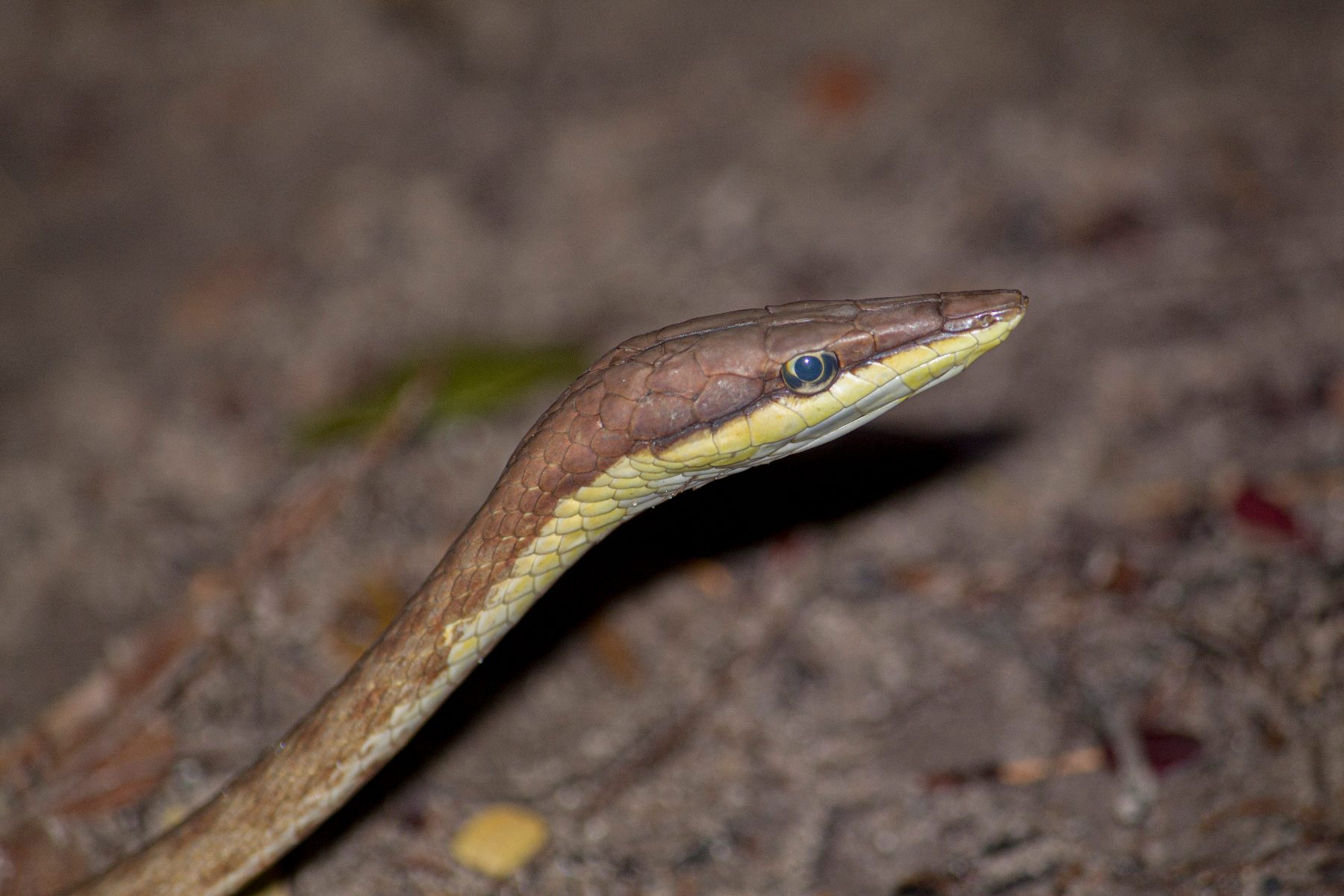 Cobra-cipó (Oxybelis aeneus)