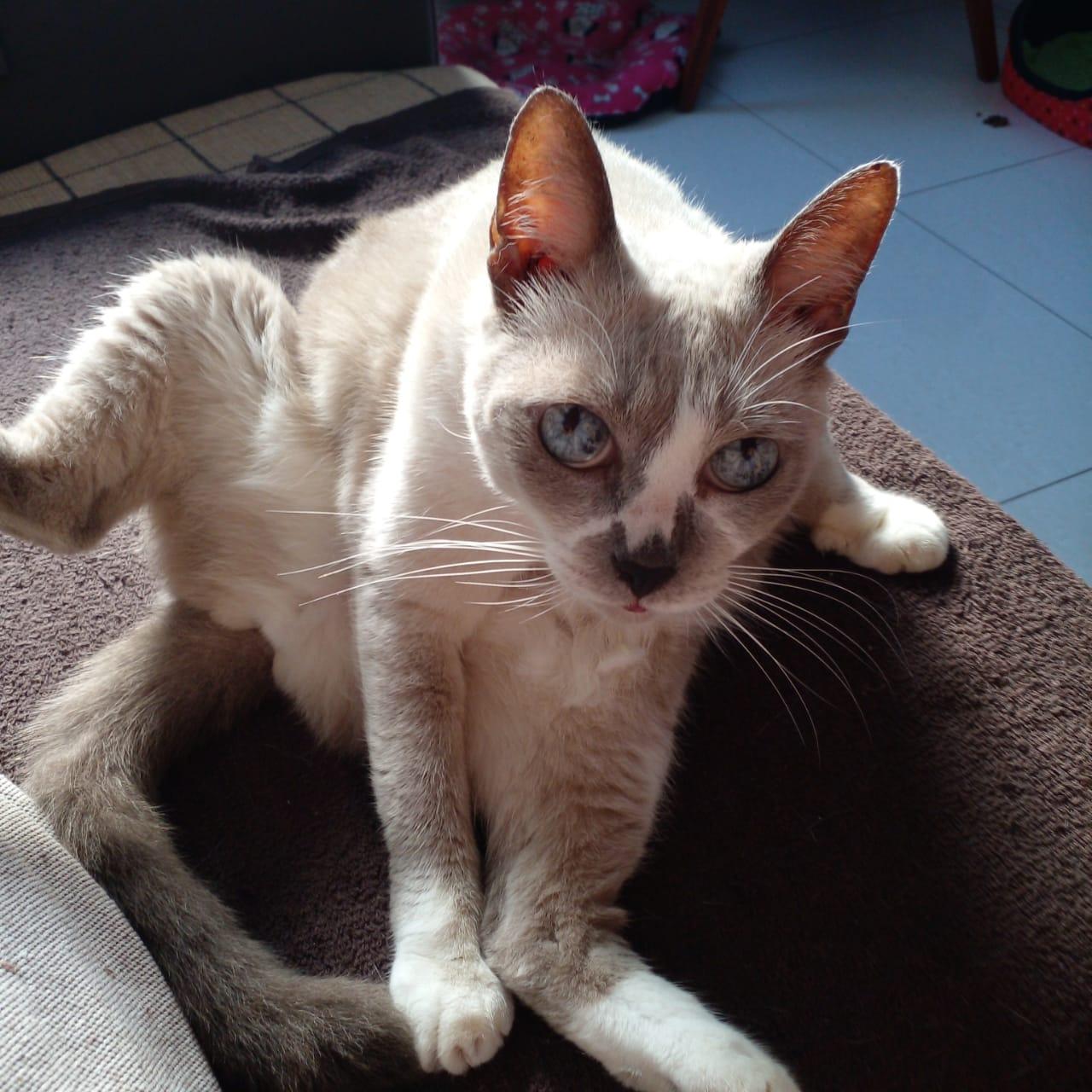 Mid-stretch on the cushion
